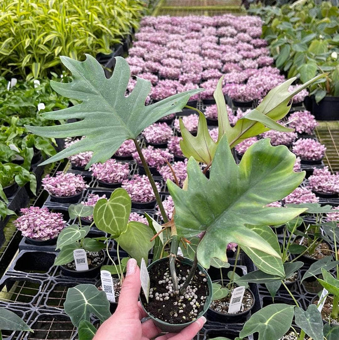 3"