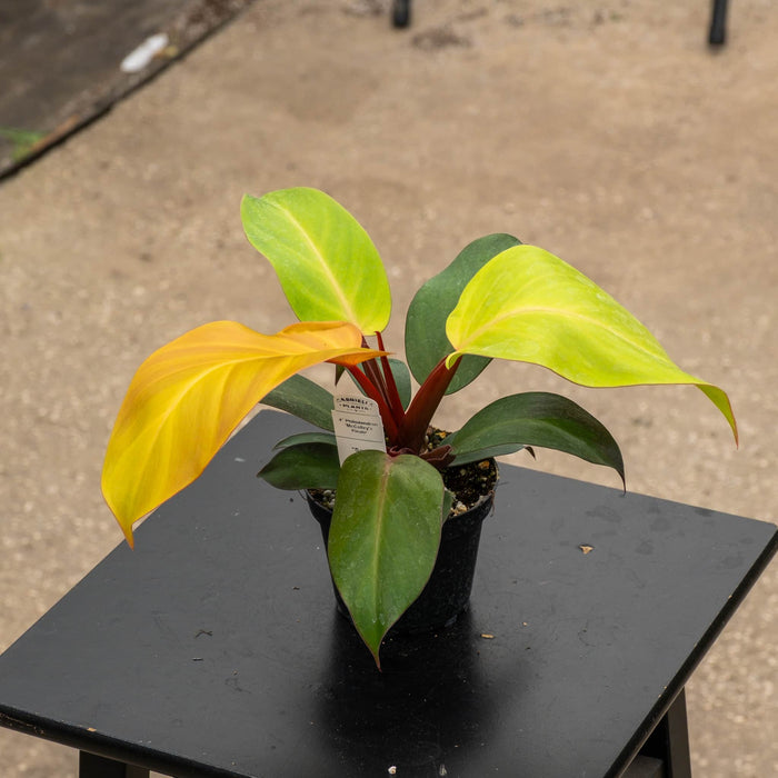 Gabriella Plants Philodendron 4" Philodendron 'McColley's Finale'