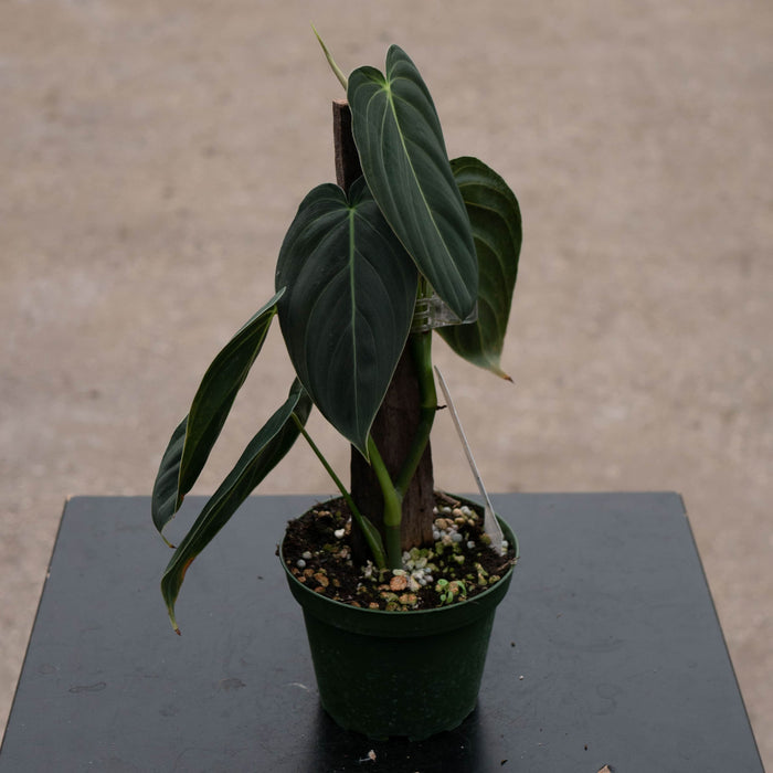 Gabriella Plants Philodendron 4" Philodendron melanochrysum