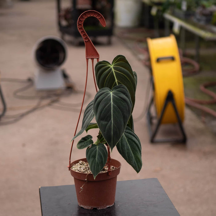 Gabriella Plants Philodendron Philodendron melanochrysum