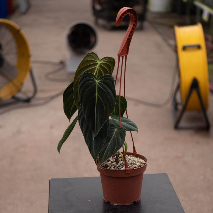 Gabriella Plants Philodendron Philodendron melanochrysum
