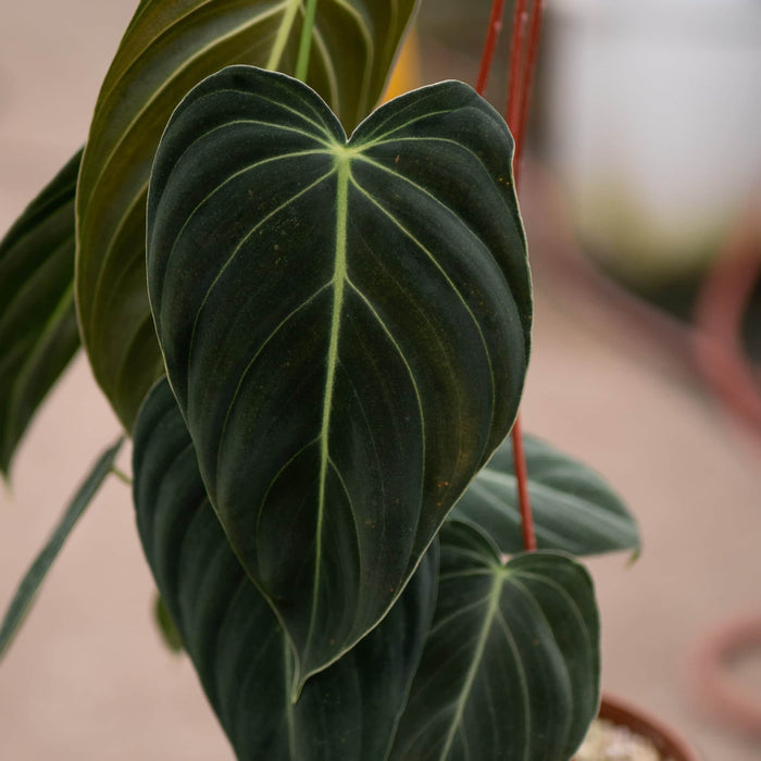 Gabriella Plants Philodendron Philodendron melanochrysum