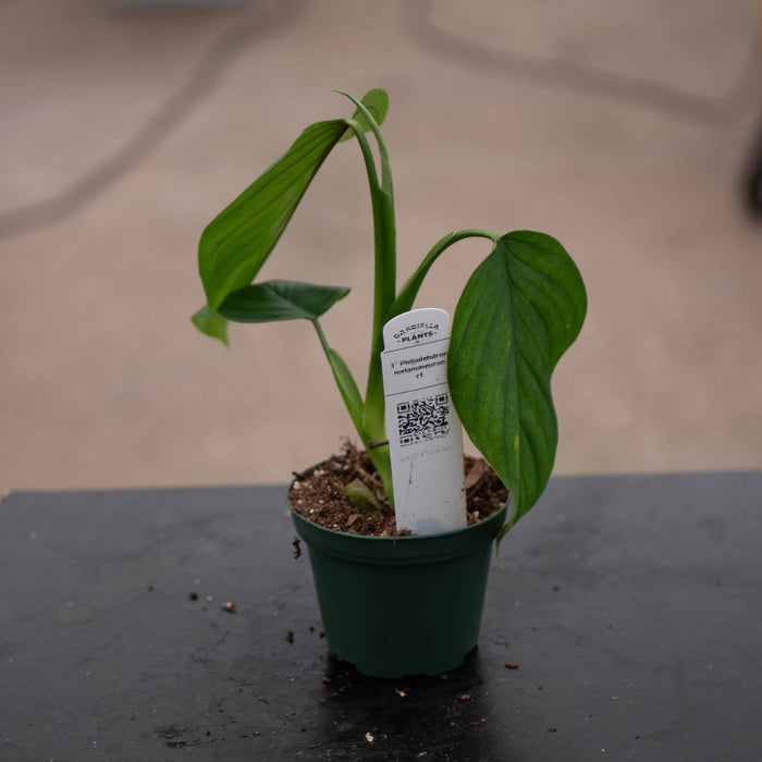 Gabriella Plants Philodendron 3" Philodendron melanoneuron cf.
