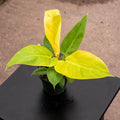 Gabriella Plants Philodendron 4" Philodendron melinonii 'Golden'