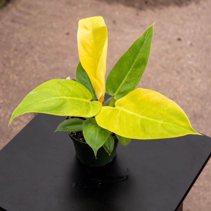 Gabriella Plants Philodendron 4" Philodendron melinonii 'Golden'