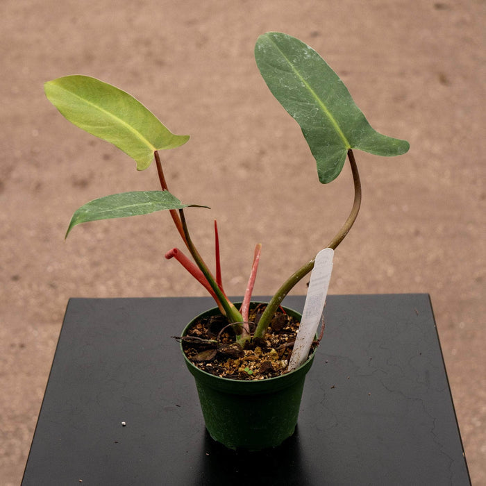 Gabriella Plants Philodendron 4" Philodendron mexicanum