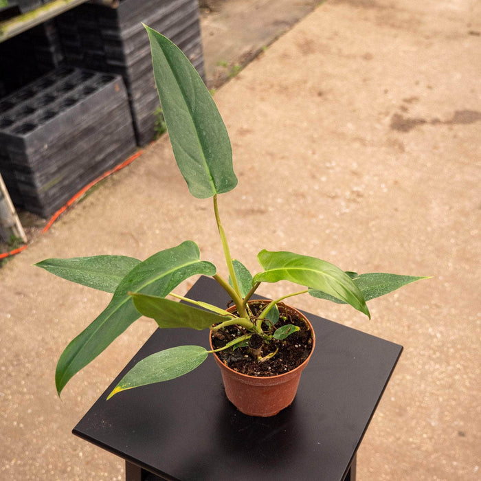 Gabriella Plants Philodendron Philodendron mexicanum