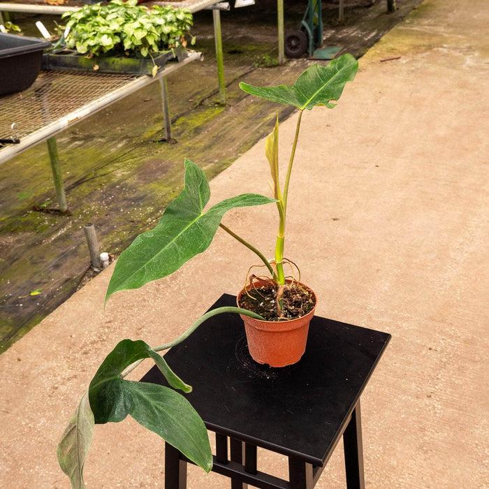 Gabriella Plants Philodendron Philodendron mexicanum