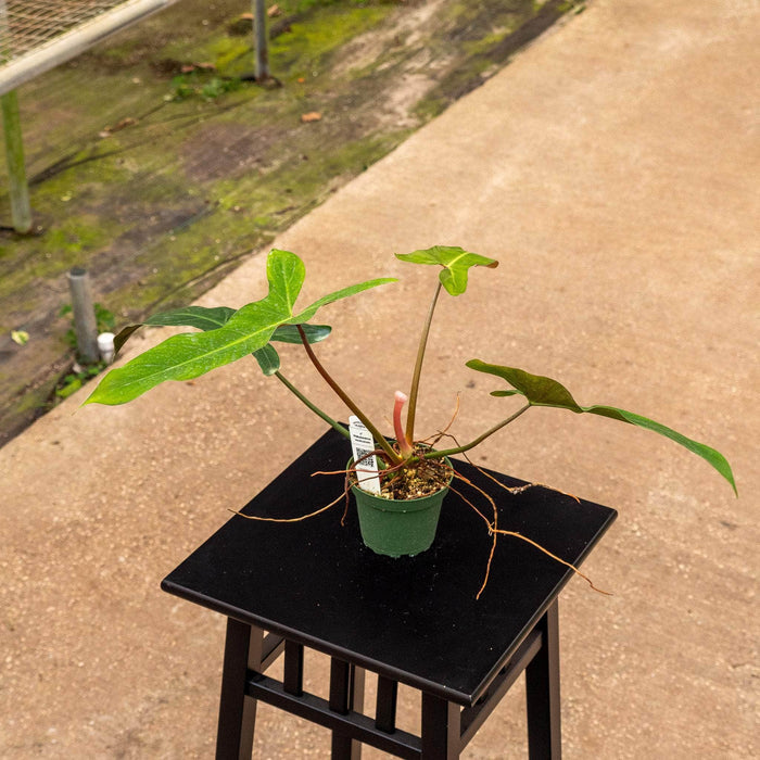 Gabriella Plants Philodendron Philodendron mexicanum