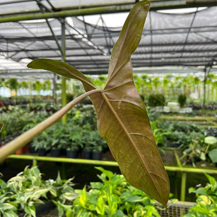 Gabriella Plants Philodendron 4" Philodendron mexicanum