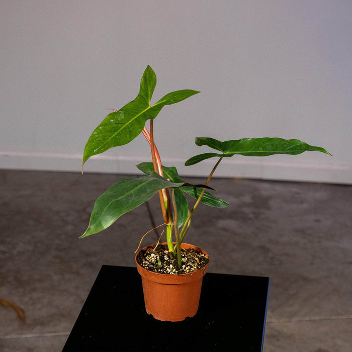 Gabriella Plants Philodendron 5” Philodendron mexicanum