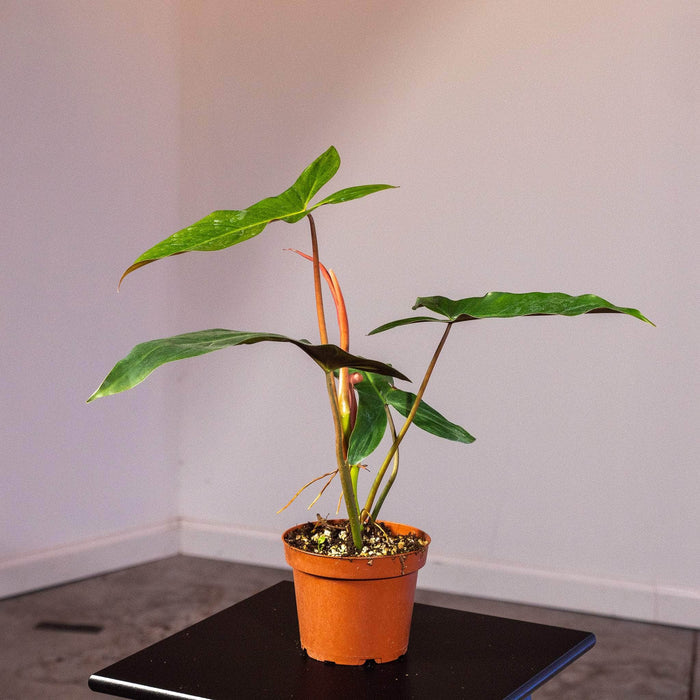 Gabriella Plants Philodendron Philodendron mexicanum