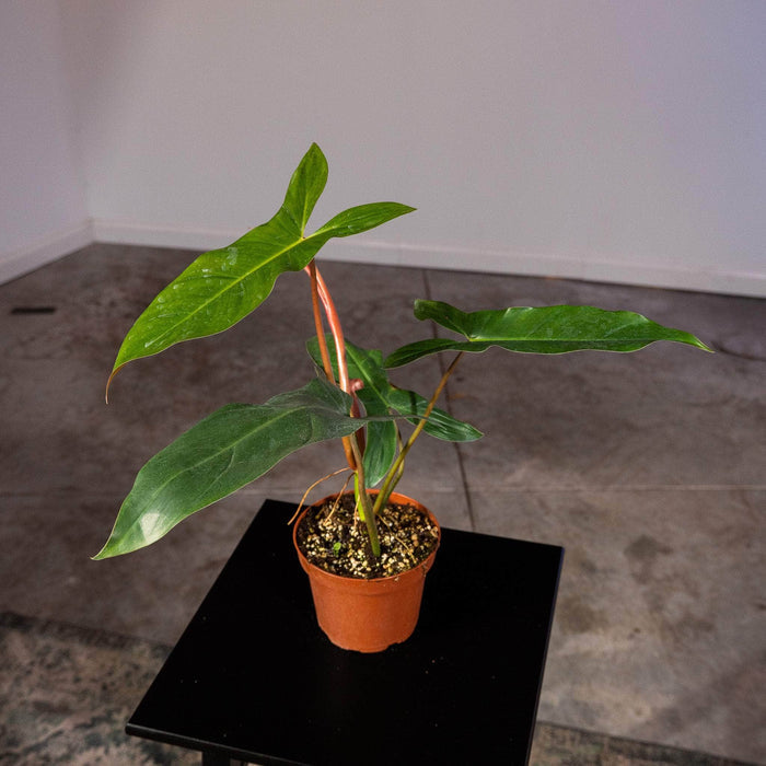 Gabriella Plants Philodendron Philodendron mexicanum