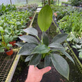 Gabriella Plants Philodendron 4" Philodendron 'Mia'