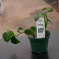 Gabriella Plants Philodendron 3" Philodendron ‘Mini Santiago’