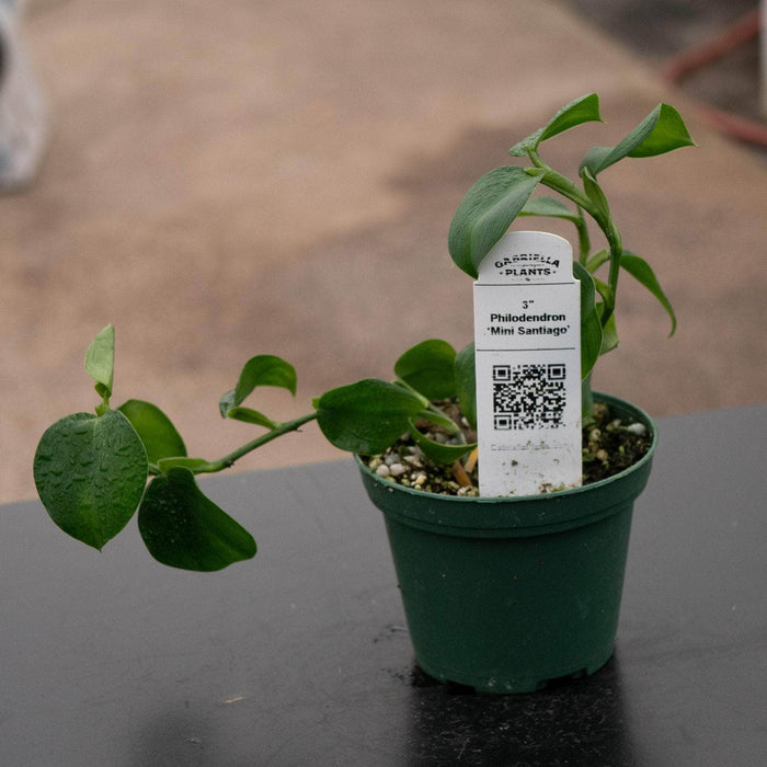 Gabriella Plants Philodendron 3" Philodendron ‘Mini Santiago’