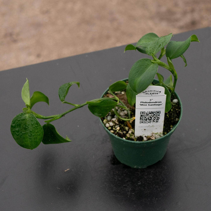 Gabriella Plants Philodendron 3" Philodendron ‘Mini Santiago’