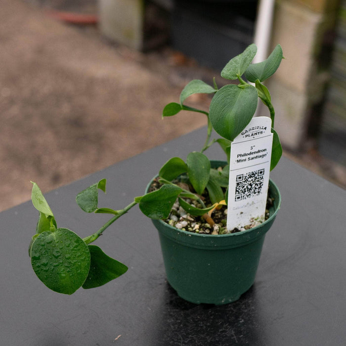 Gabriella Plants Philodendron 3" Philodendron ‘Mini Santiago’