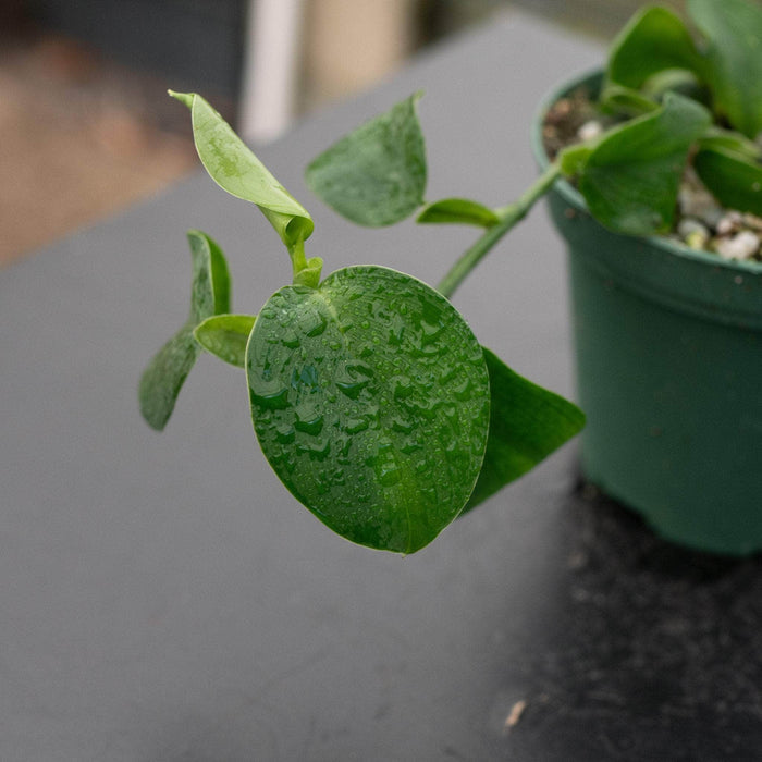 Gabriella Plants Philodendron 3" Philodendron ‘Mini Santiago’