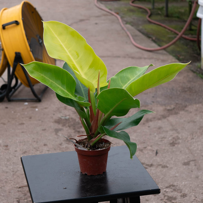Gabriella Plants Philodendron Philodendron 'Moonlight'
