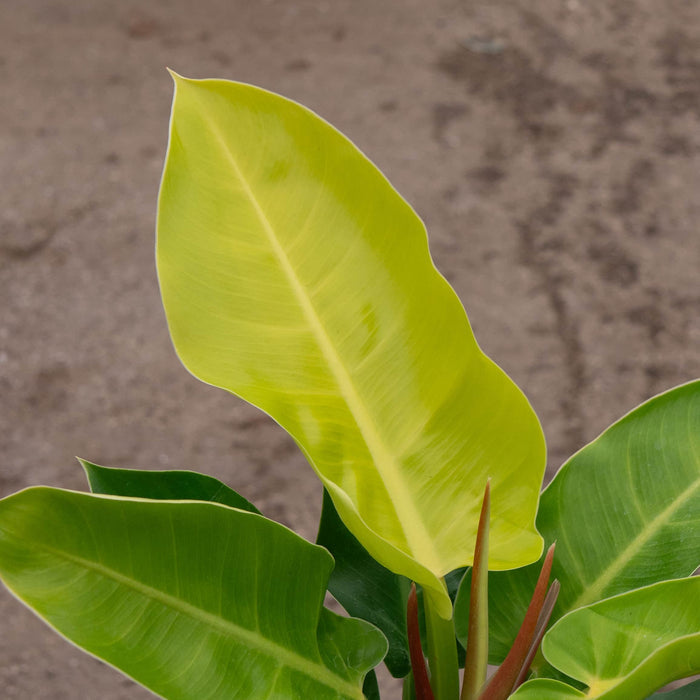 Gabriella Plants Philodendron Philodendron 'Moonlight'