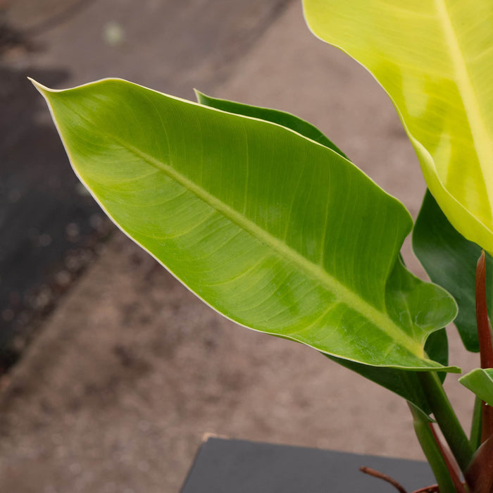 Gabriella Plants Philodendron Philodendron 'Moonlight'