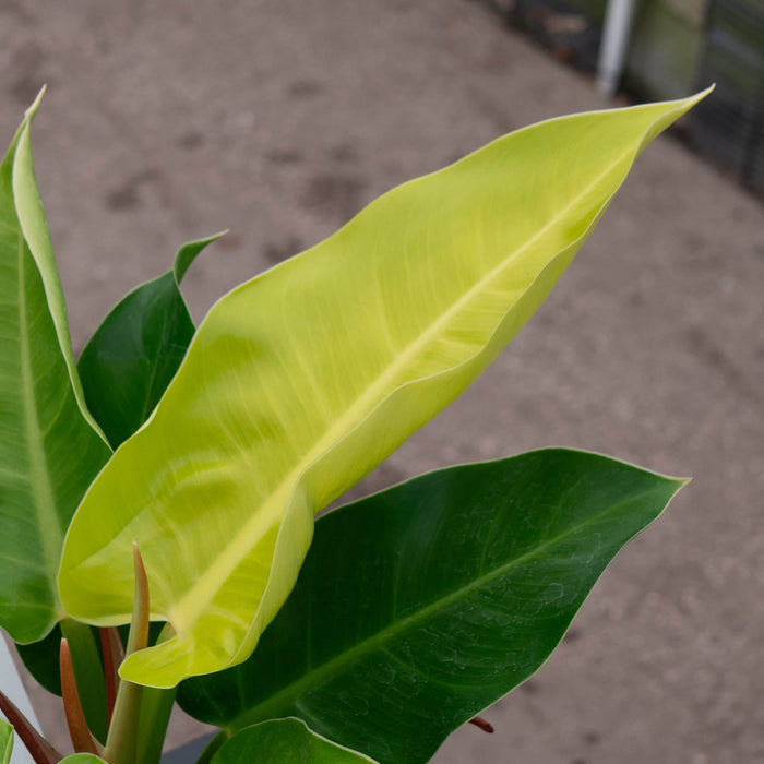 Gabriella Plants Philodendron Philodendron 'Moonlight'
