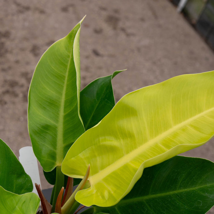 Gabriella Plants Philodendron Philodendron 'Moonlight'
