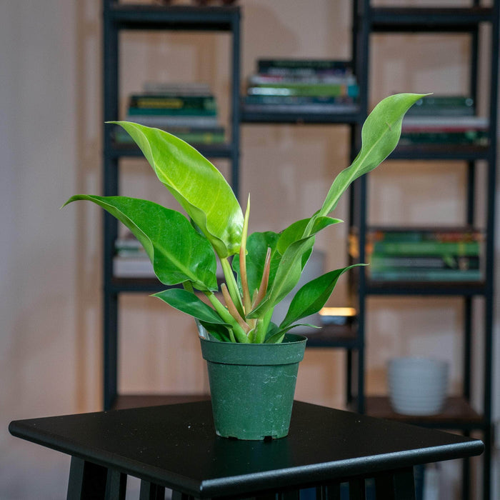 Gabriella Plants Philodendron 4" Philodendron 'Moonlight'