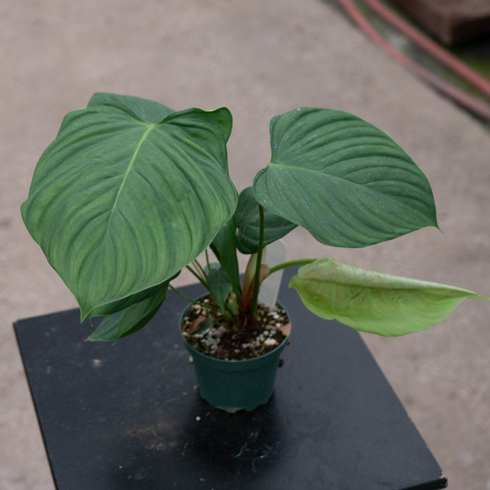 Gabriella Plants 4" Philodendron nangaritense