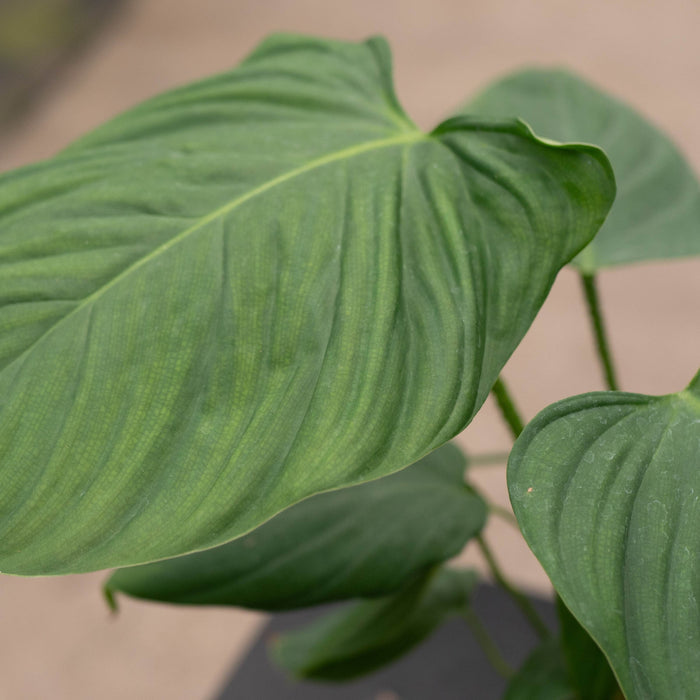 Gabriella Plants 4" Philodendron nangaritense