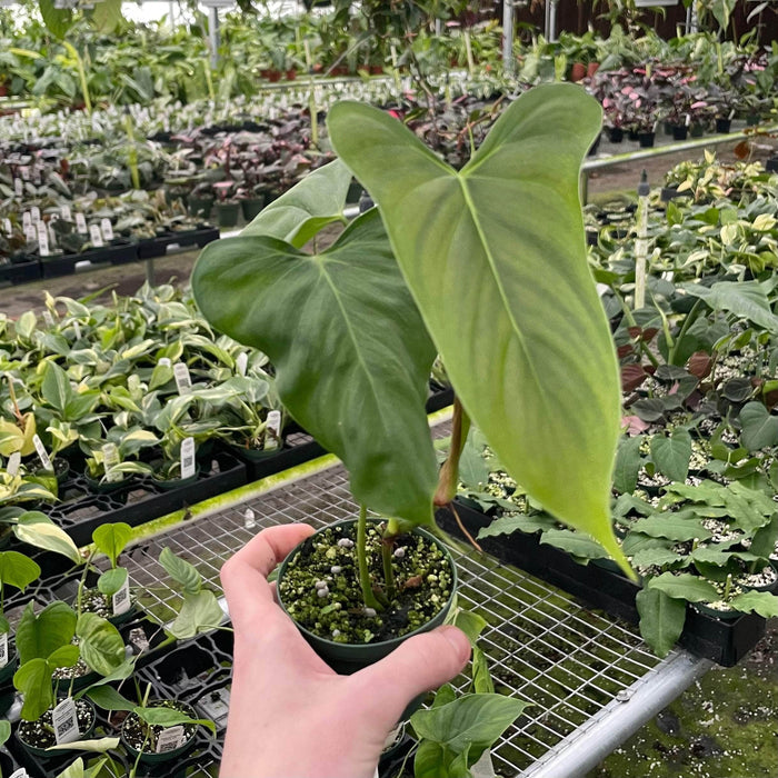 Gabriella Plants 3" Philodendron oxapapense 'Fedec'