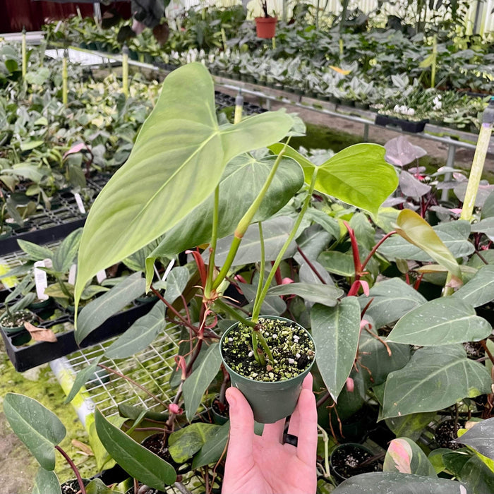 Gabriella Plants 3" Philodendron oxapapense 'Fedec'
