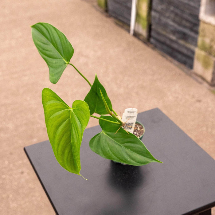 Gabriella Plants Philodendron 3" Philodendron oxapapense 'Triangular'