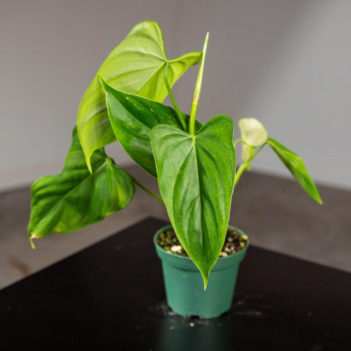 Gabriella Plants Philodendron 3" Philodendron oxapapense 'Triangular'