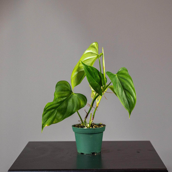Gabriella Plants Philodendron 3" Philodendron oxapapense 'Triangular'