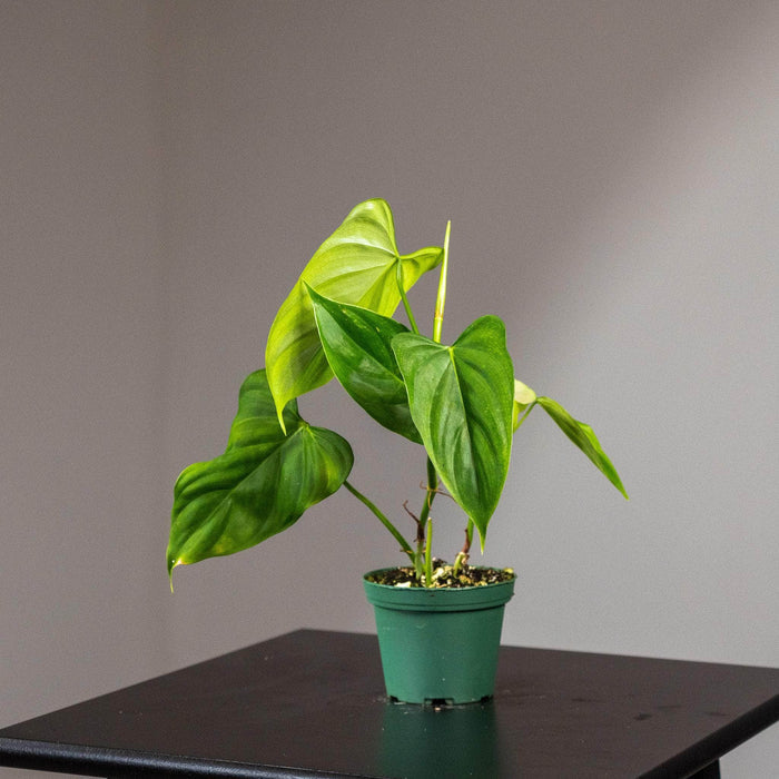 Gabriella Plants Philodendron 3" Philodendron oxapapense 'Triangular'