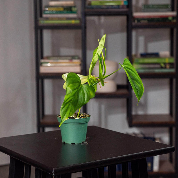 Gabriella Plants Philodendron 3" Philodendron oxapapense 'Triangular'
