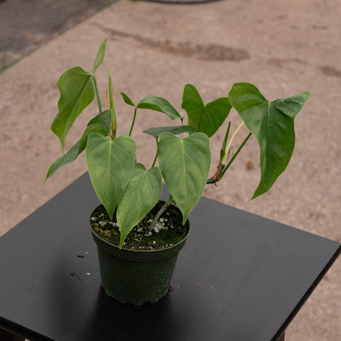 Gabriella Plants Philodendron Philodendron oxapapense 'Triangular'