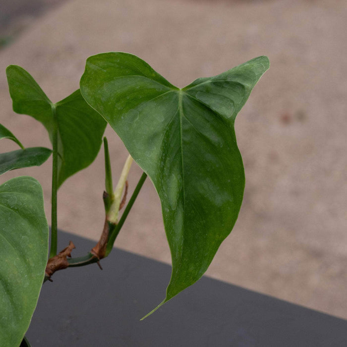 Gabriella Plants Philodendron Philodendron oxapapense 'Triangular'