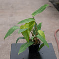 Gabriella Plants Philodendron Philodendron 'Painted Lady'