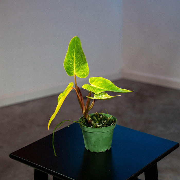 Gabriella Plants Philodendron 4" Philodendron 'Painted Lady'