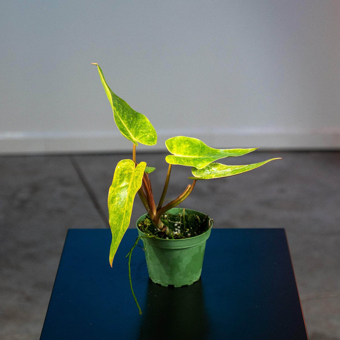 Gabriella Plants Philodendron 4" Philodendron 'Painted Lady'