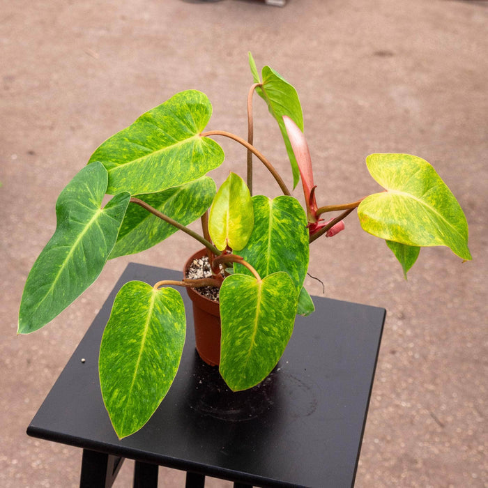 Gabriella Plants Philodendron 5" Philodendron 'Painted Lady'
