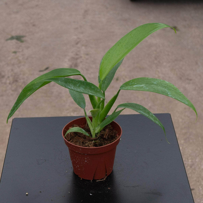 Gabriella Plants Philodendron 4” Philodendron panduriforme