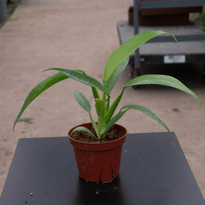 Gabriella Plants Philodendron 4” Philodendron panduriforme