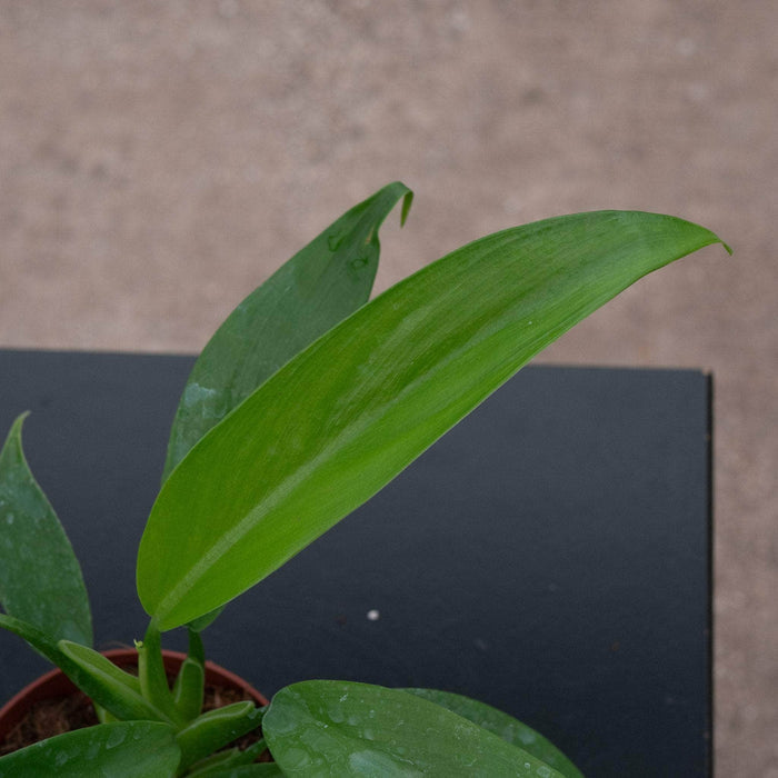 Gabriella Plants Philodendron 4” Philodendron panduriforme
