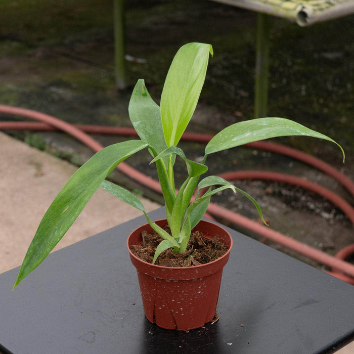Gabriella Plants Philodendron 4” Philodendron panduriforme