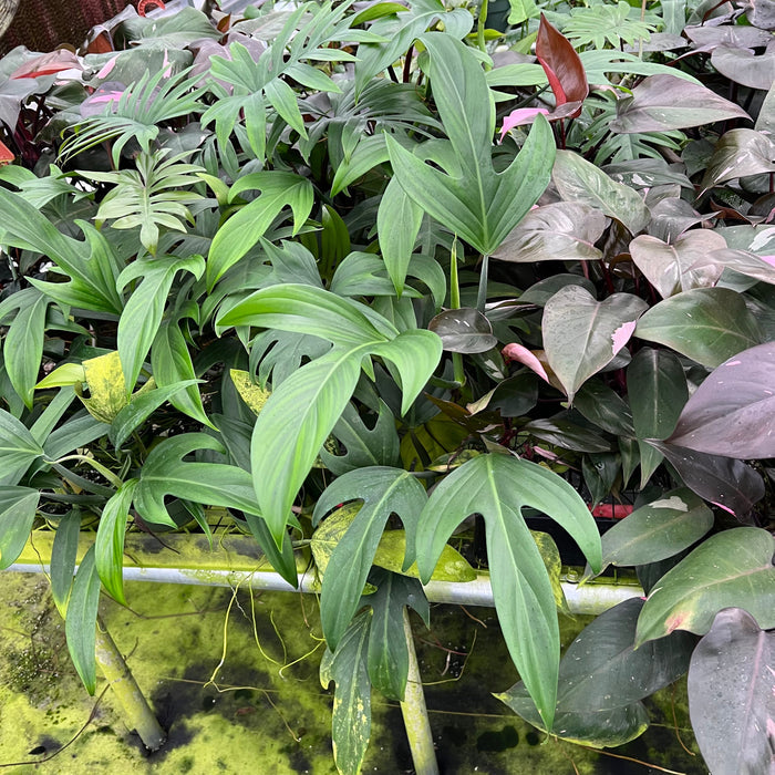 Gabriella Plants Philodendron 4" Philodendron panduriforme