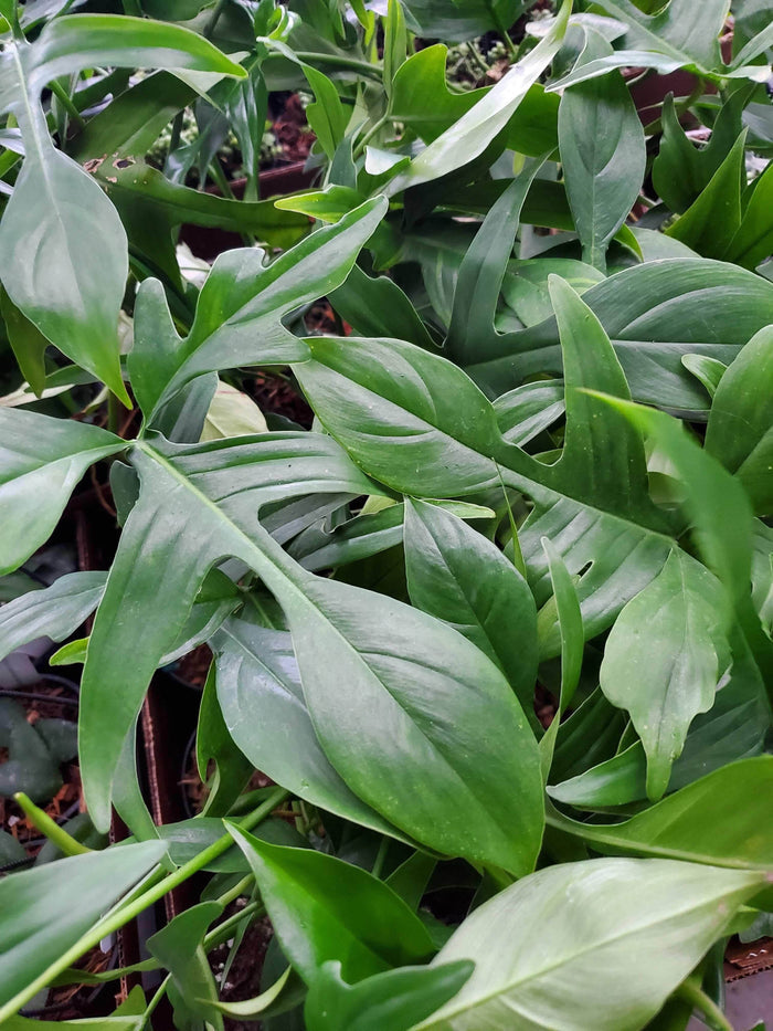 Gabriella Plants Philodendron 4.5" Philodendron pedatum 'Glad Hands'